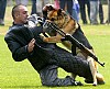 esercitazione antiterrorismo di un cane poliziotto (9)