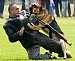 esercitazione antiterrorismo di un cane poliziotto 3297