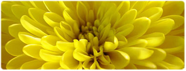 fiore: logo della home page
